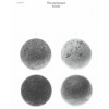 The petanque boule