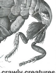 Crawly Creatures